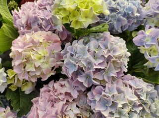 Hydrangea macrophylla 'Fabolo Blue'