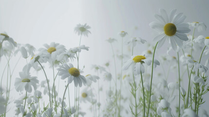 Chamomile daisy flowers arranged in a stylish and refined still life composition