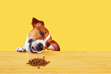 Jack Russell terrier dog eat meal from a table. Funny Hungry dog portrait with tongue on Yellow...