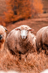 Obraz premium Herd of sheep grazing on the hill in a cold morning 