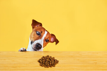 Jack Russell terrier dog eat meal from a table. Funny Hungry dog portrait with tongue on Yellow...