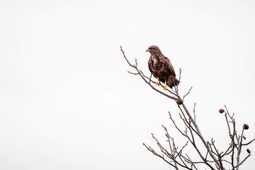 Common buzzard sitting on branch and looking for the prey