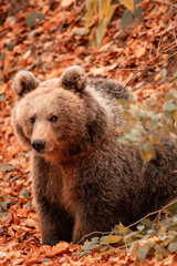 Obraz premium Cute wild brown bear in the forest with colored leaves on the ground during autumn season