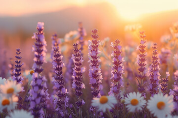 Summer Sunset Fields: Vibrant Purple Blooming Beauty in the Provence Countryside