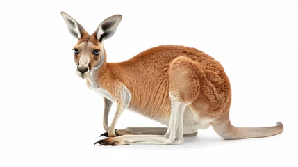 Fotobehang Red kangaroo © levit
