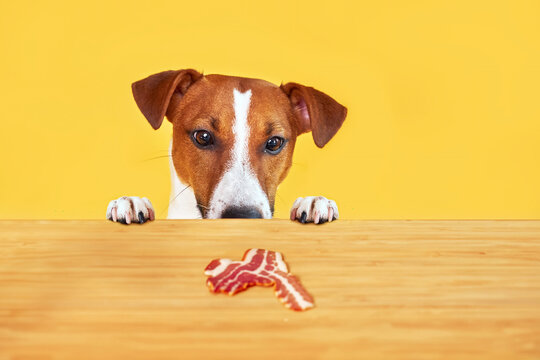 Jack Russell terrier dog eat delicious piece of bacon from a table. Funny Hungry dog portrait with tongue on Yellow background looking at the meat on the table