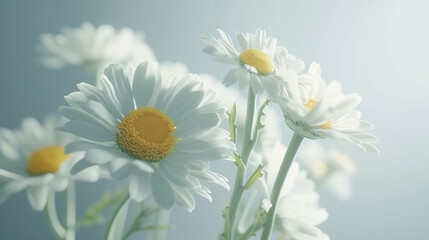 A beautiful bouquet of chamomile daisy flowers delicately arranged in a minimalist still life composition