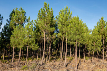 Obraz premium Pine forest, Pinus sylvestris, Navaleno, Soria, Autonomous Community of Castile, Spain, Europe