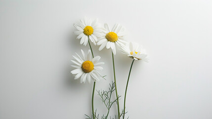 Enchant your senses with the beauty of chamomile daisy flowers captured in a minimal and stylish still life composition against a pure white background