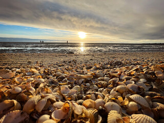Sea shells on wet sand. Summer North sea in Zandvoort, the Netherlands - obrazy, fototapety, plakaty
