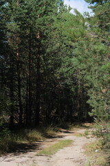 the road in the forest past tall trees, 