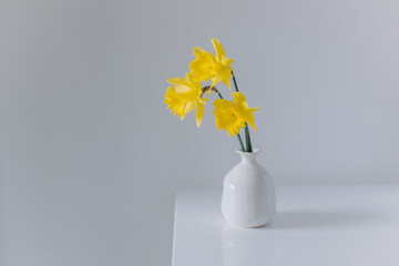 Beautiful bouquet of yellow daffodils (narcissus) in a white vase.