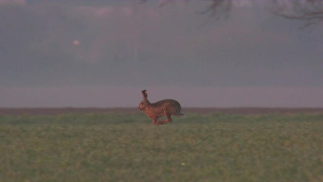 hare running on a meadow in spring (slow m.)