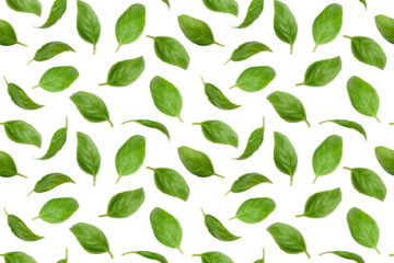 Fresh green basil leaves flying, isolated on white, transparent background. Creative food levitation, seamless pattern for design. Ingredient, spice for cooking, healthy food.
