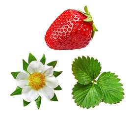 Strawberries with green leaf and flowers, isolated. PNG.