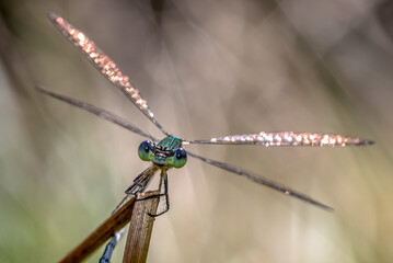Lestes virens vestalis
