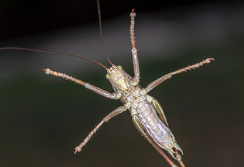Tettigonia cantans