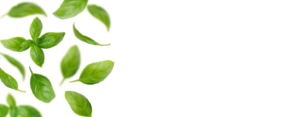 Fresh green organic basil leaves flying, isolated on white, transparent background. Creative food levitation, wide banner with copy space, header, backdrop. Ingredient, cooking spice, healthy food.