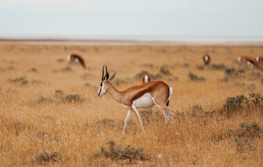 Antelopes are in the wildlife outdoors in Africa