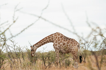 Giraffe is outdoors in the wildlife in the Africa