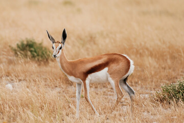 Looking to the side. Antelope is in the wildlife outdoors in Africa