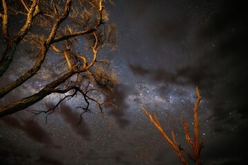 Long exposure photo of night sky with stars. Against tree