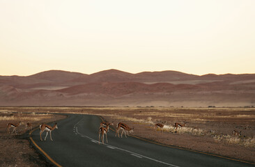 On the road. Antelopes are in the wildlife outdoors in Africa