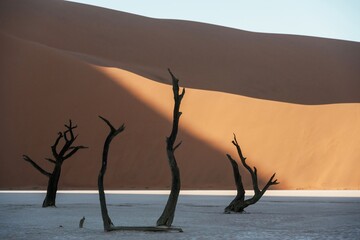 Sossusvlei, Famous sand dunes and dead trees in Deadvlei