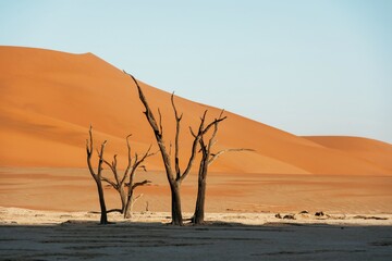 Fototapeta na wymiar Black and dead trees. Sossusvlei, Famous sand dunes and dead trees in Deadvlei