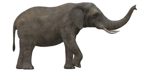 Elephant isolated on a Transparent Background