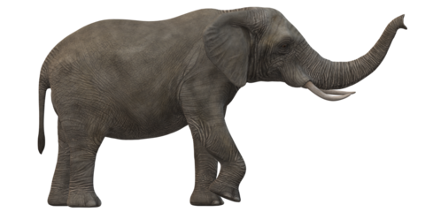 Elephant isolated on a Transparent Background