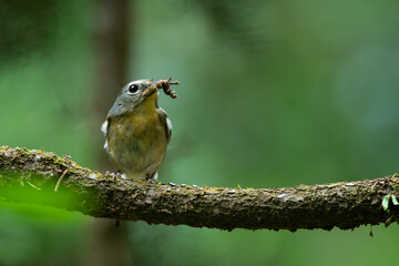Female snowy-browed flycatcher ficedula hyperythra catching worm with its beak, natural bokeh background