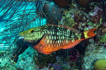 Parrot fish, Stoplight, Bonaire