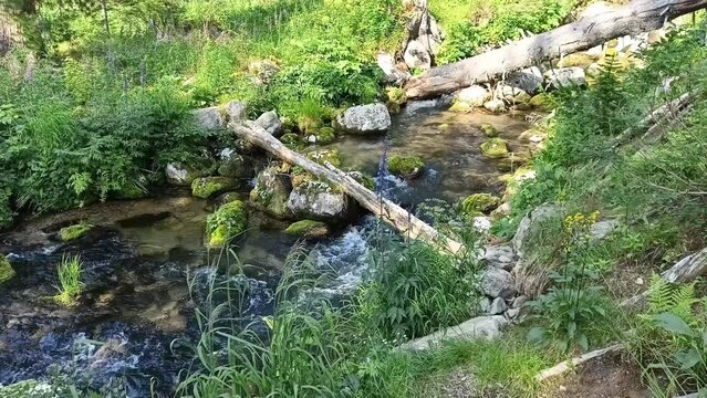 Broken trunks of tall trees in the bed of a stormy stream flowing from the mountains through a coniferous forest on a sunny summer day. Jerboa river, Ergaki Nature Park, Krasnoyarsk Territory, Siberia