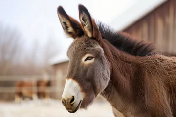 Fotobehang closeup of a donkeys face with a barn backdrop © studioworkstock