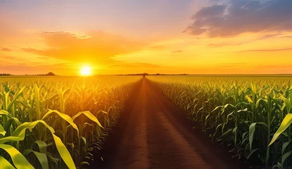Poster Corn cobs in corn plantation field with sunrise background. Generative AI © pit