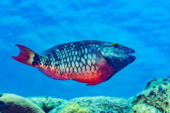 Parrot fish, Stoplight, Bonaire