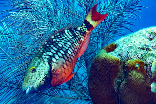 Parrot fish, Stoplight, Bonaire