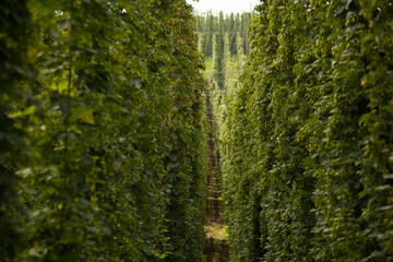 Tettnang hop plantation near Lake Constance
