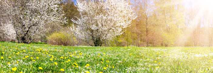 Panoramic view of the colourful meadow with blossoming cherry trees. © candy1812