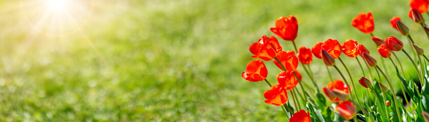 Fototapeta premium Meadow with bright red tulips in the spring.