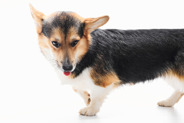 Pembroke Welsh Corgi portrait isolated on white studio background with copy space, purebred dog