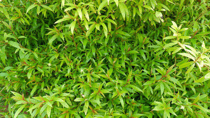 Lush And Green Justicia Gendarussa Burm (Polygala Chinensis Linn) Plants In The Yard Of The House