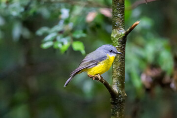 Close-Up of Eastern Yellow Robin sitting on a Branch of Tree, Queensland, Australia.