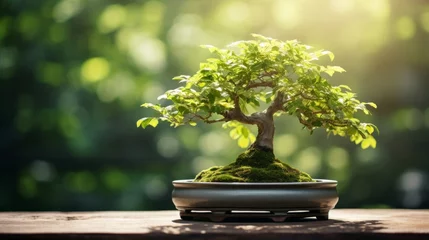 Tuinposter Bonsai Tree on Table © mohsan