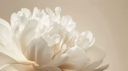 Foto op Plexiglas A captivating close-up of a white peony flower set against a neutral beige backdrop © UMAR SALAM