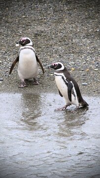 penguin on the rocks