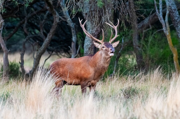 Red deer, Male roaring in La Pampa, Argentina, Parque Luro, Nature Reserve