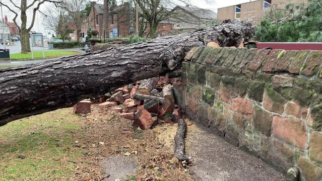 Pine tree fallen on a wall in a storm, England