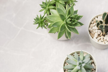 minimalist urban gardening or stylish interior background with various succulents on a painted...